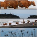 Bali 2016 pohlednice / pláž severně od Canggu